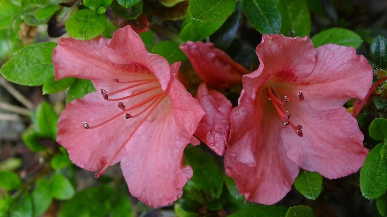 'Gabrielle Hill'